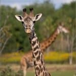 Charlie the giraffe at Columbus Zoo and Aquarium, the central Ohio zoo evacuated Saturday during a multi-state swatting wave