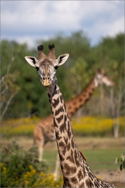 Charlie the giraffe at Columbus Zoo and Aquarium, the central Ohio zoo evacuated Saturday during a multi-state swatting wave