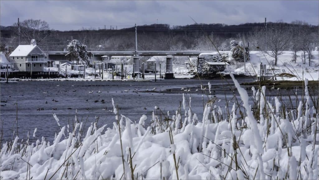 Snow-covered marsh grasses and docks at Apponaug Cove in Warwick, Rhode Island, with waterfowl on the winter water