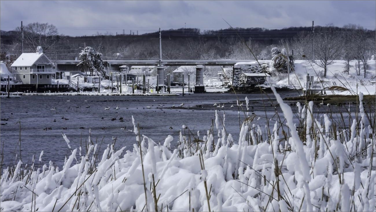 Snow-covered marsh grasses and docks at Apponaug Cove in Warwick, Rhode Island, with waterfowl on the winter water