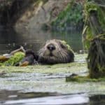 Sea otter floating in algae at Elkhorn Slough estuary near Moss Landing, California