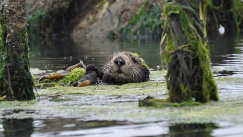 Sea otter floating in algae at Elkhorn Slough estuary near Moss Landing, California