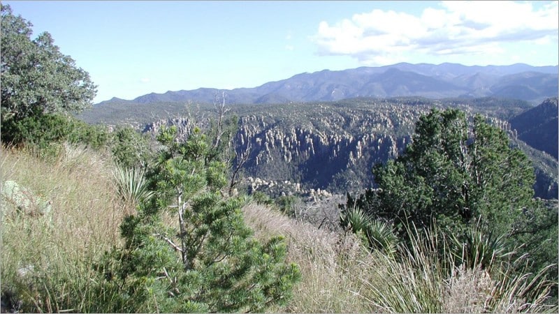 Young pines and yucca frame a view across the rock pinnacles and forested canyons of Chiricahua National Park in Arizona, with mountain ridges under a blue sky.