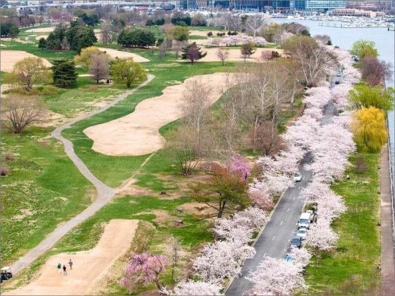 Aerial view of the East Potomac Park golf course in Washington, with sand bunkers, a cart path and blooming cherry trees along the Potomac River waterfront